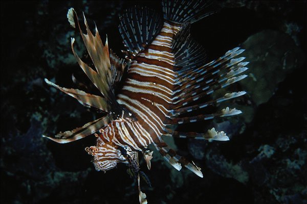 634090 Butterfly Cod, Red Sea, Egypt A4 Photo Print