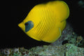 634091 Angel Fish, Red Sea, Egypt A4 Photo Print
