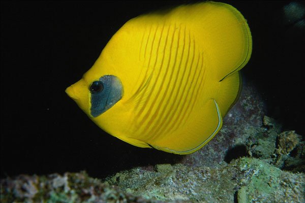 634091 Angel Fish, Red Sea, Egypt A4 Photo Print