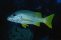 634092 Sweetlips, Red Sea, Egypt A4 Photo Print