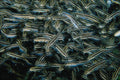 634094 Schooling Catfish, Cebu, Philippines A4 Photo Print