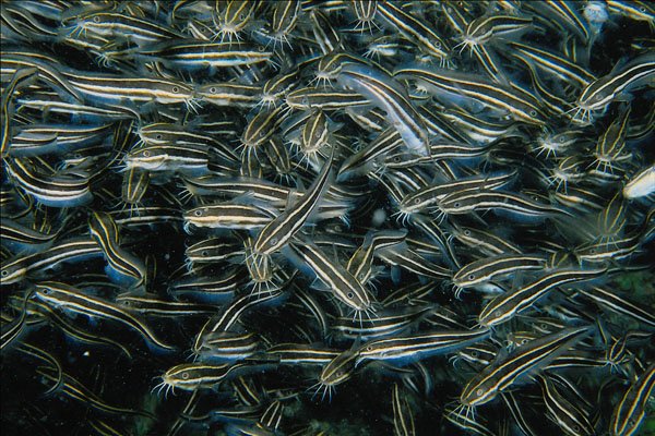 634094 Schooling Catfish, Cebu, Philippines A4 Photo Print