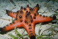634095 Starfish, Cebu, Philippines A4 Photo Print