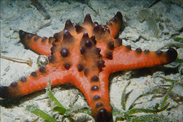 634095 Starfish, Cebu, Philippines A4 Photo Print
