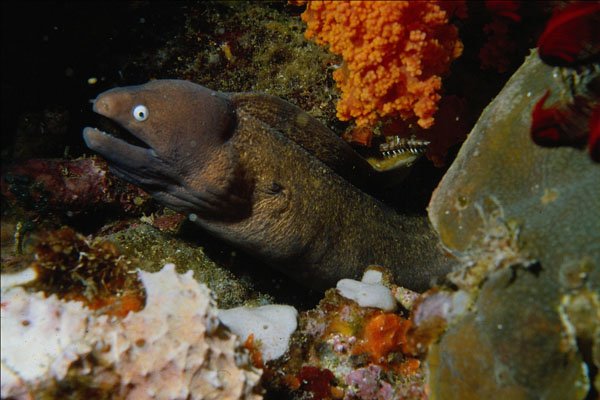634096 Moray Eel, Cebu, Philippines A4 Photo Print