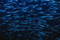 634097 Schooling Fish, Cebu, Philippines A4 Photo Print