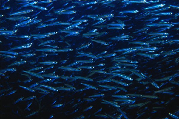 634097 Schooling Fish, Cebu, Philippines A4 Photo Print