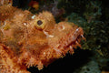 634098 Scorpion Fish, Cebu, Philippines A4 Photo Print