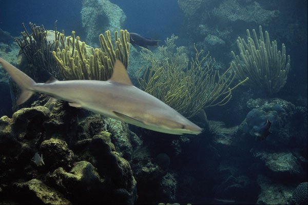 634099 Shark Tank, Coral Island, Nassau, Bahamas A4 Photo Print