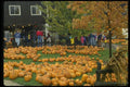 635001 Pick Your Own Pumpkin A4 Photo Print