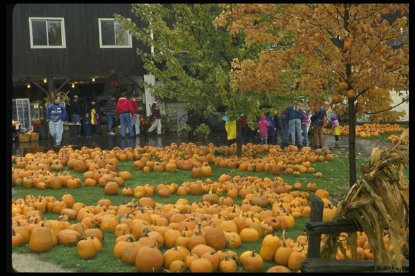 635001 Pick Your Own Pumpkin A4 Photo Print