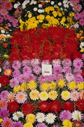 640050 Denbigh Flower Show, Denbigh A4 Photo Print