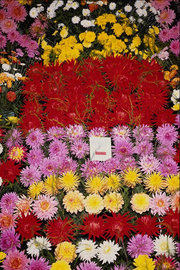 640050 Denbigh Flower Show, Denbigh A4 Photo Print