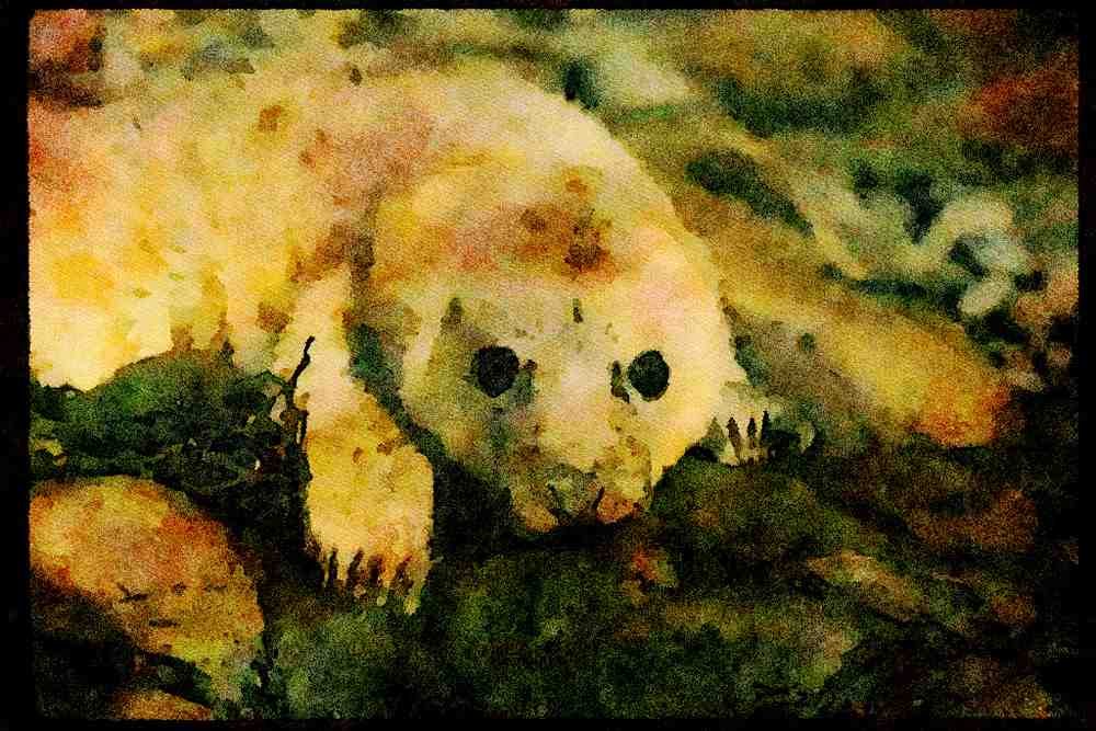640066 Grey Seal Pup, Pwll Deri A4 Limited Edition Watercolour Print