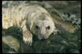 640066 Grey Seal Pup, Pwll Deri A4 Photo Print