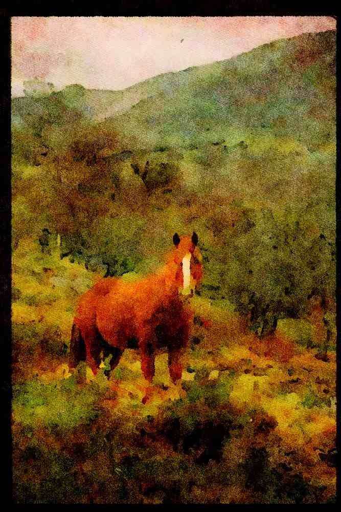 640067 Horse, Nant Ffrancon, Snowdonia A4 Limited Edition Watercolour Print