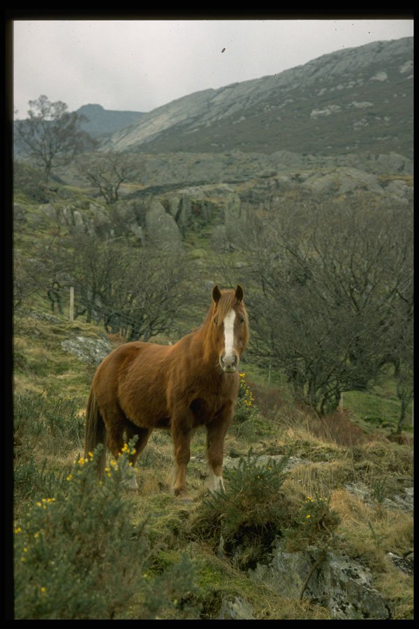 640067 Horse, Nant Ffrancon, Snowdonia A4 Photo Print