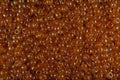 642026 Coral Twinkles A4 Photo Print