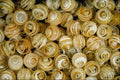 642046 Gooseberries A4 Photo Print