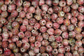 642070 Ornamental Pinks A4 Photo Print