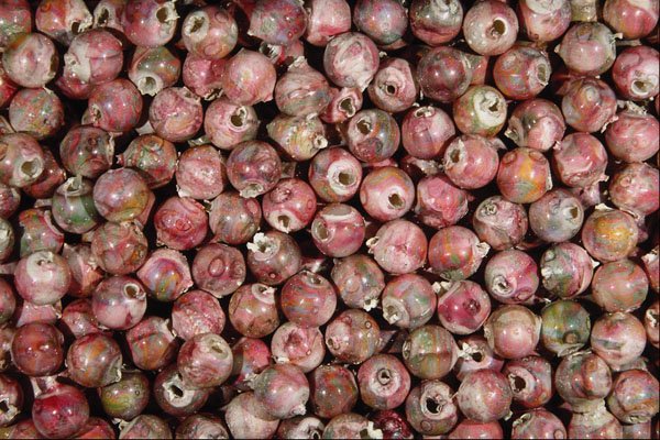 642070 Ornamental Pinks A4 Photo Print