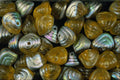 642075 Abalones A4 Photo Print