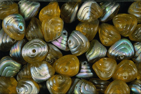 642075 Abalones A4 Photo Print