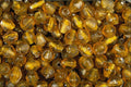 642083 Caramel Nuggets A4 Photo Print