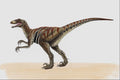 644000 Deinonychus, A Cretaceous Carnivore A4 Photo Print