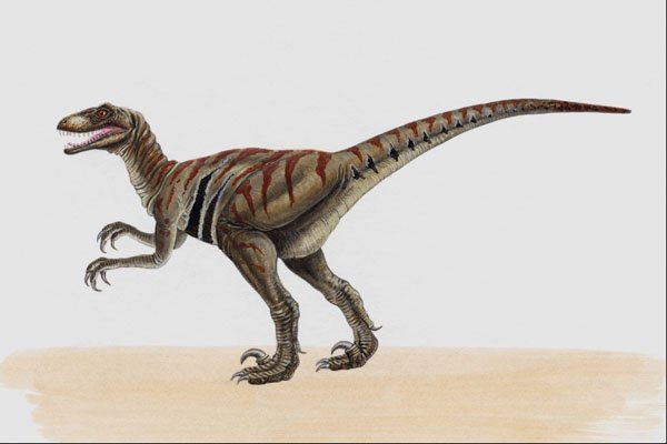 644000 Deinonychus, A Cretaceous Carnivore A4 Photo Print