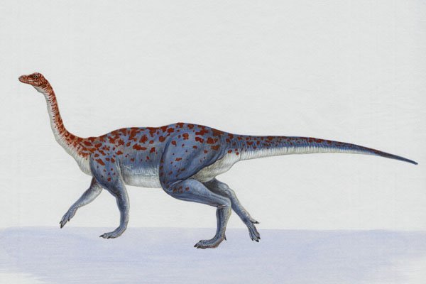 644003 Massospondylus, A Jurassic Herbivore A4 Photo Print