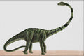 644009 Barosaurus, A Jurassic Herbivore A4 Photo Print