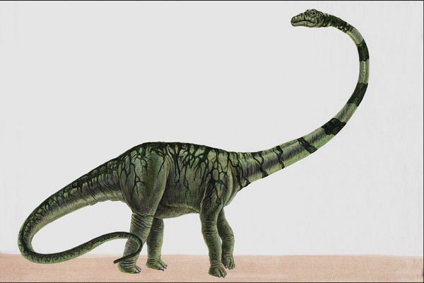 644009 Barosaurus, A Jurassic Herbivore A4 Photo Print