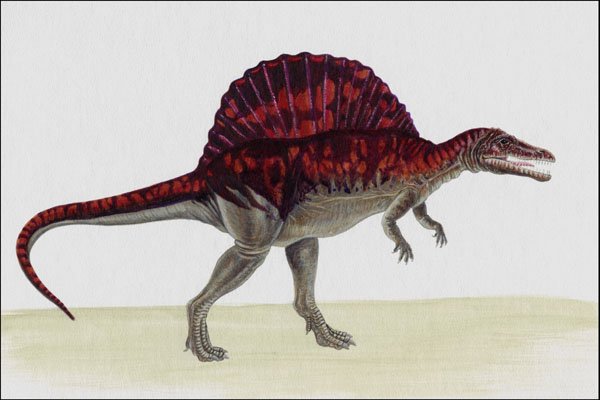 644010 Spinosaurus, A Cretaceous Carnivore A4 Photo Print