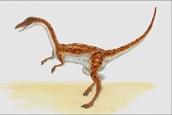 644013 Coelophysis, A Triassic Carnivore A4 Photo Print