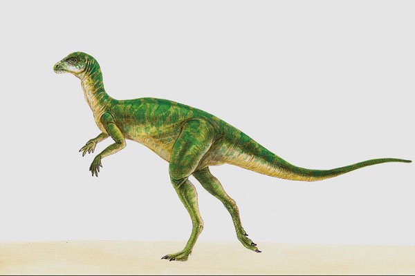 644020 Hypsilophodon, A Cretaceous Herbivore A4 Photo Print