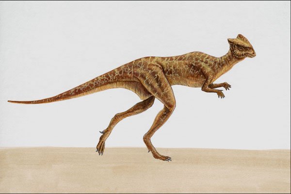 644021 Stegosaurus, A Cretaceous Herbivore A4 Photo Print