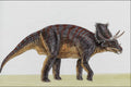 644022 Chasmosaurus, A Cretaceous Herbivore A4 Photo Print