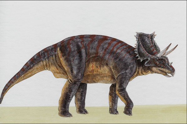 644022 Chasmosaurus, A Cretaceous Herbivore A4 Photo Print