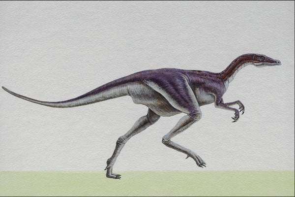 644025 Staurikosaurus, A Triassic Carnivore A4 Photo Print