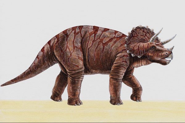 644026 Triceratops, A Cretaceous Herbivore A4 Photo Print