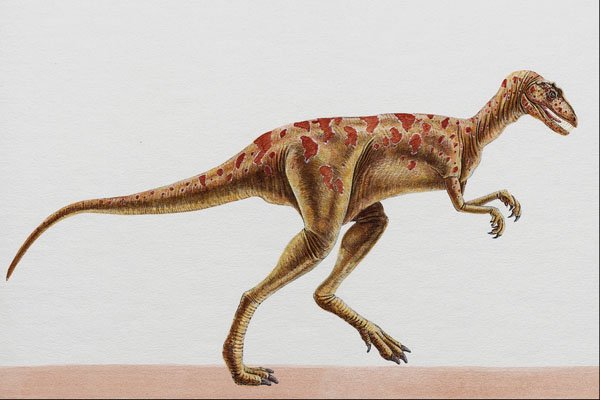 644030 Herrerasaurus, A Triassic Carnivore A4 Photo Print
