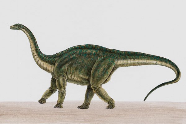 644036 Apatosaurus, A Jurassic Herbivore A4 Photo Print