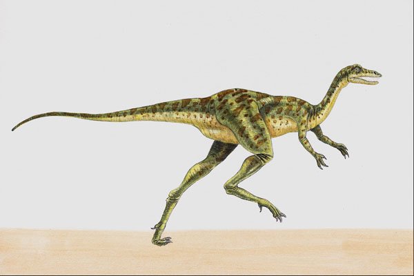 644039 Coelurus, A Jurassic Carnivore A4 Photo Print