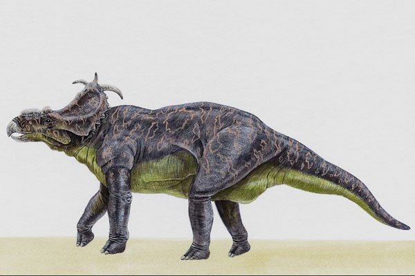 644040 Pachyrhinosaurus, A Cretaceous Herbivore A4 Photo Print