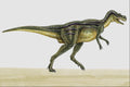 644041 Albertosaurus, A Cretaceous Carnivore A4 Photo Print