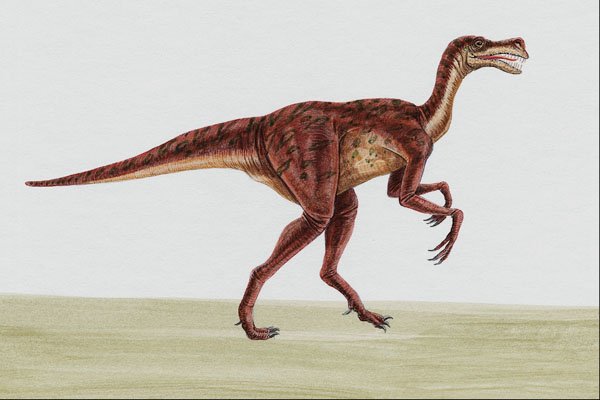 644044 Chirostenotes, A Cretaceous Carnivore A4 Photo Print