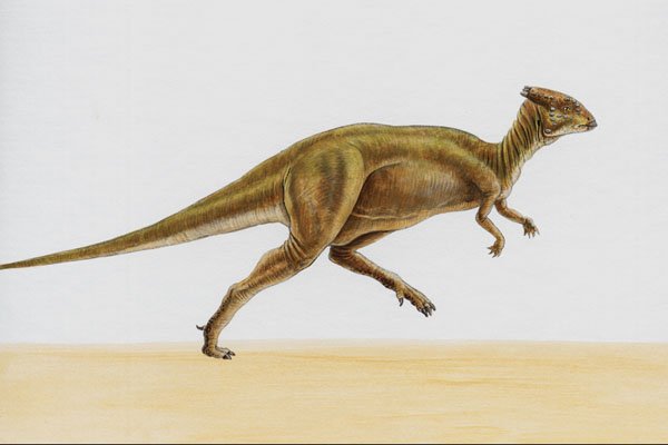 644050 Homalocephale, A Cretaceous Herbivore A4 Photo Print