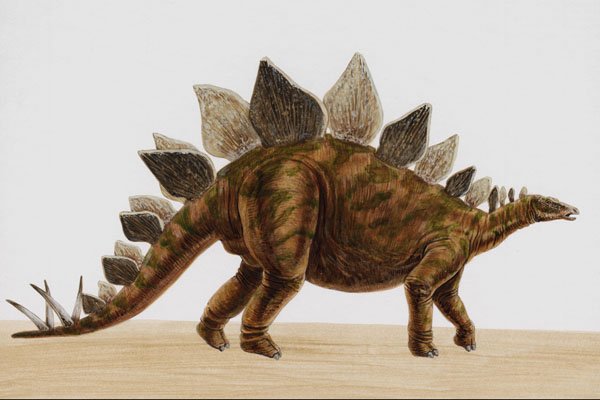 644055 Stegosaurus, A Jurassic Herbivore A4 Photo Print
