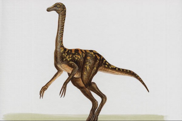 644056 Gallimimus, A Cretaceous Omnivore A4 Photo Print